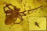 Detailed Fossil Spider and Springtail in Baltic Amber #139049-3